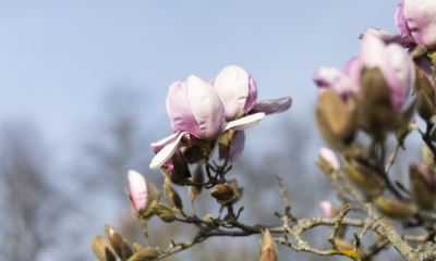 Magnolia 'Iolanthe' - šácholan