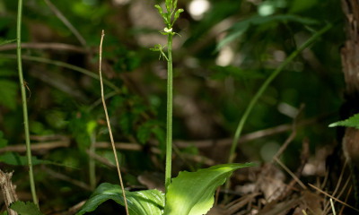 	Liparis kumokiri