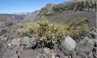 Chvojník chilský (Ephedra chilensis) je nízký polštářovitý druh s bílými dužnatými samičími šišticemi. Ve vyšších polohách And je na sušších místech poměrně častý.