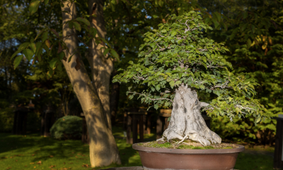 Carpinus koreana - habr korejský, Václav Novák