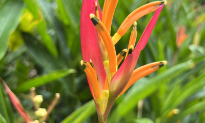 Helikonie druhu Heliconia estherae