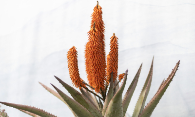	Aloe ferox