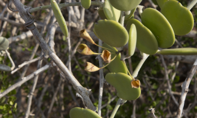 	Xerosicyos Madagaskar, 2018