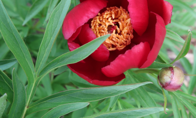 Paeonia hybr. Early Scout