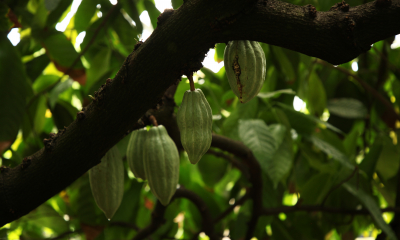 Kakaovník pravý (Theobroma cacao)