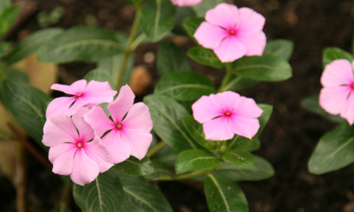 Catharanthus roseus