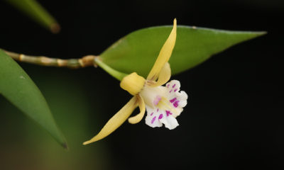 Dendrobium pugioniforme