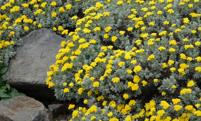 Helichrysum trilineatum