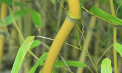 Phyllostachys auresculcata Spectabilis