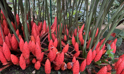 Zázvor druhu Zingiber montanum, tropický skleník Queen Sirikit Botanic Garden, Thajsko