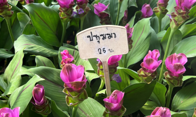 Symbol Thajska, tzv. siamsky tulipán, Curcuma alismatifolia na květinovém trhu v Nonthaburi