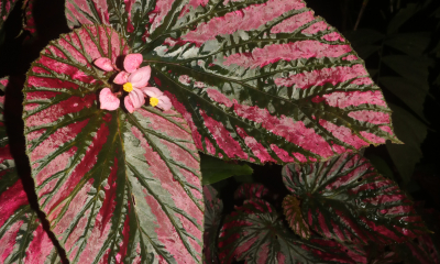 Begonia brevirimosa