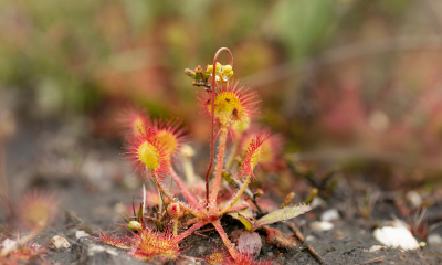 	Drosera rotundifolia