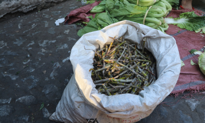 Orchideje rodu Dendrobium v Laosu slouží v lidové medicíně