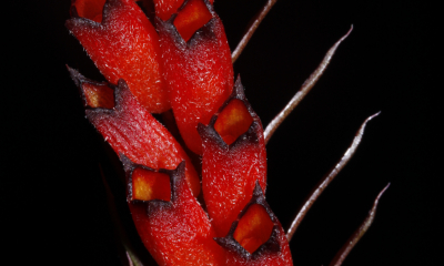 Cryptochilus sanguineus je orchidej z východního Himálaje, jižní Číny a severu Thajska. Aby vykvetla, potřebuje zimní teploty kolem 10 °C. Byla popsána již před 200 lety.