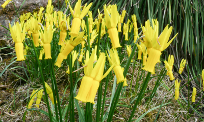 Narcis bramboříkový (Narcissus cyclamineus)