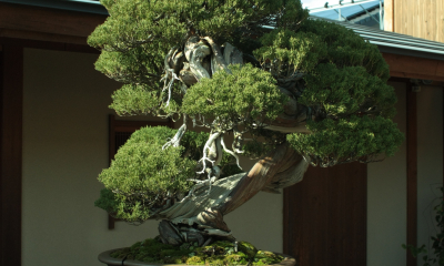 Jalovec čínský (Juniperus chinensis) jako bonsaj u mistra Suzukiho