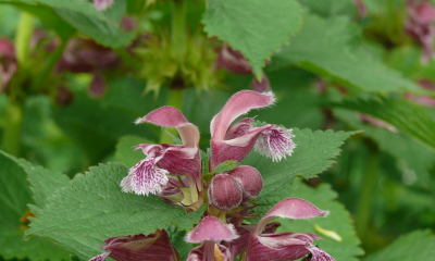 Lamium orvala