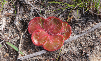 Drosera erythrorhiza