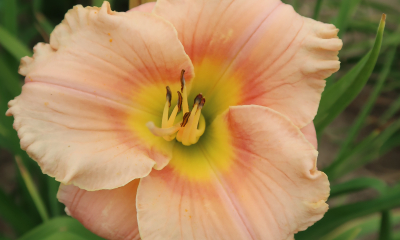 Hemerocallis hybr. Elegant Candy