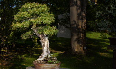 Larix decidua - modřín opadavý