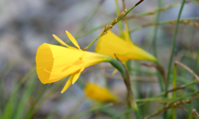 Narcis sukničkový (Narcissus bulbocodium)