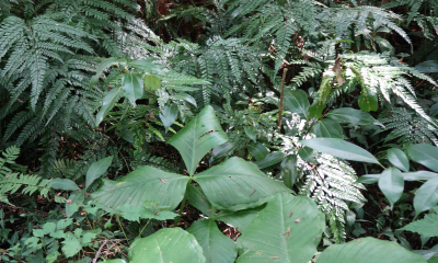 Arisaema ringens