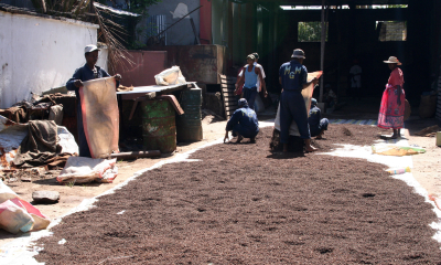 Hřebíček - sklizeň