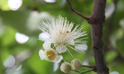 Hřebíčkovec - květy
