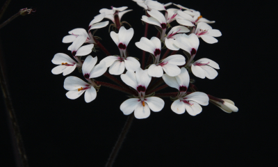 Pelargonium aff. aestivale