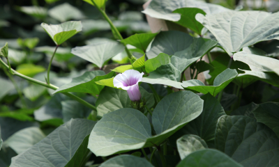 Kvetoucí batáty (Ipomoea batatas) nezapřou botanickou příbuznost se svlačcem