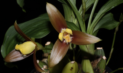 Lycaste lassioglossa