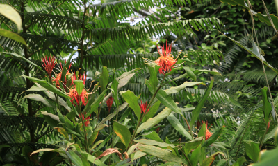 Hedychium longicornutum, skleník Fata Morgana