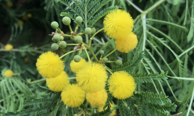 Vachellia karroo