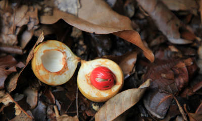 Plod muškátovníku Myristica fragrans