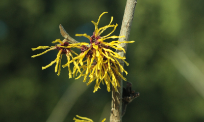 	Hamamelis mollis