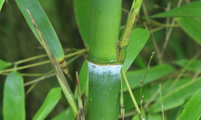 Phyllostachys nigra Boryana