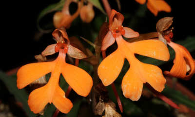 Habenaria rhodocheila
Tato drobná zemní orchidej má obrovský areál od střední Číny po Malajsii a Filipíny. Roste na mechem obrostlých balvanech ve smíšených opadavých lesích, v travnatých borovicových lesích nebo v bambusových porostech poblíž potoků a vodopádů. Na květních stvolech vytváří až 10 květů nádherné meruňkové barvy. 