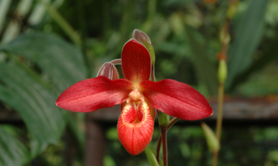 Phragmipedium besseae
Jedna z nejpůsobivějších orchidejí Jižní Ameriky obývá úpatí východní strany And v Kolumbii, Ekvádoru a Peru v nadmořské výšce 1000 až 1500 metrů. Roste terestricky (v zemi) na strmých svazích v trávě nebo v lesním stínu. Objevena a popsána byla teprve v roce 1981 a způsobila opravdovou senzaci.