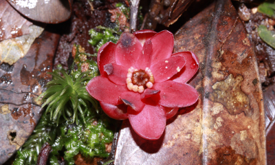 Badyáník (Illicium griffithii) – květ