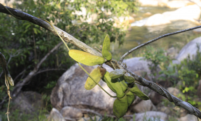 Dischidia major