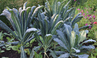 Brassica Nero di Toscana