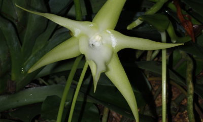 Angraecum sesquipedale neboli „Madagaskarská hvězda“ má dlouhou květní ostruhu. Již Charles Darwin řekl, že opylovačem musí být noční motýl s dlouhým sosákem.