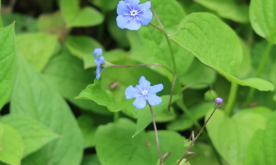 Omphalodes verna Grandiflora