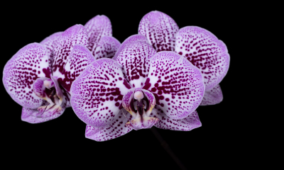 Phalaenopsis hybr.