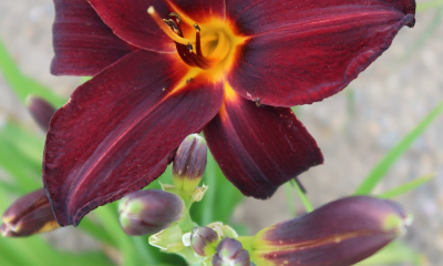 Hemerocallis hybr. Root Beer