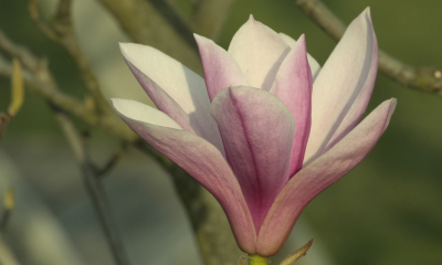 Magnolia hybr. Jane