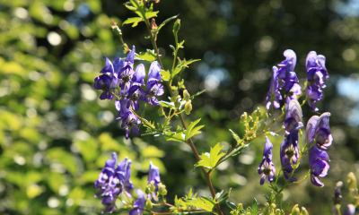 Oměj šalamounek - Aconitum plicatum