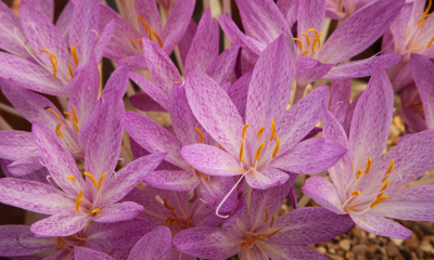 Colchicum cilicicum