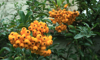 	hlohyne sarlatova, oranzovy kultivar Orange Glow